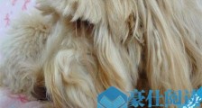 世界上睫毛最长的狗 名叫Ranmaru的狗睫毛长17厘米