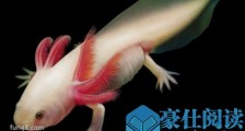 世界上最奇特的鱼 六角龙鱼长相呆萌用四条腿爬行