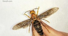中国最猛大黄蜂 大虎头蜂每天可吃掉50只小蜜蜂
