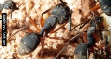 世界上最古老的僵尸蚂蚁 被4800万年前真菌侵蚀大脑致死