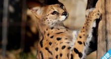 世界最贵的猫 薮猫价格都是100万往上