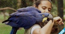 世界上最大的鹦鹉 紫蓝金刚鹦鹉体长超过1米