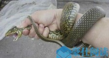 世界上最友好的蛇 四鳗青蛇会看家能保护主人安全