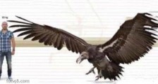 地球史上最大的鹰 哈斯特鹰翼展3.5米