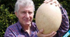 世界上最大的鸡蛋 乌克兰母鸡产下长8厘米的鸡蛋