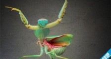 世界最大的螳螂 魔花螳螂约10.5