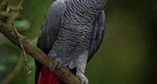 世界上最聪明的鹦鹉，非洲灰鹦鹉能够学习100个词，可以和人类交谈