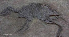 最古老的兔子祖先化石 距今5500万年前的钉齿兽
