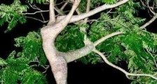 世界上最可怕的植物奠柏,真正会吃人,被称为神树
