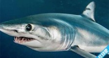 世界上速度最快的鲨鱼 灰鲭鲨比船还快