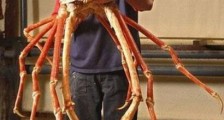 世界上最大的螃蟹，巨型杀人蟹蜘蛛蟹重40斤！