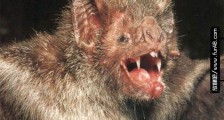 世界上最危险的蝙蝠 吸血蝙蝠会吸食人血传播疾病