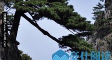 最不怕火烧的树木 海松特别耐高温