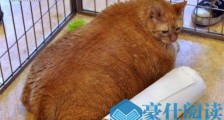 世界上最胖的猫 名叫海绵鲍勃的猫约14千克