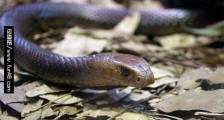澳洲大陆上最大的毒蛇 棕伊澳蛇在1.5~2.7米左右