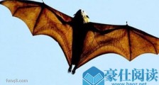 世界上最大的蝙蝠 马来大狐蝠不吃肉183厘米宽
