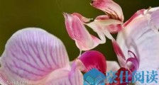 世界上最美的螳螂 兰花螳螂外形极像兰花 是伪装高手