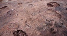 最长的恐龙足迹 美国古生物考察队发现311米恐龙足迹