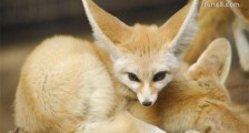 世界上最小的狐狸 耳廓狐体长30厘米