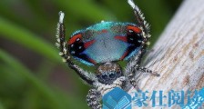 世界上最美的蜘蛛 孔雀蜘蛛色彩绚丽 能像孔雀一样开屏