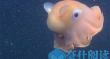 最可爱的章鱼 小飞象章鱼长有两只“耳朵”和一个长“鼻子”