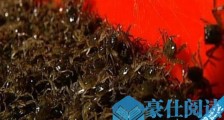 世界上最小的螃蟹 豆蟹体型大约2厘米 没有食用价值