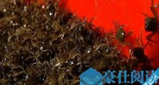 世界上最小的螃蟹 豆蟹体型大约2厘米 没有食用价值