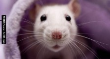 小白鼠是什么意思？小白鼠用在网络中的意思 被当成试验品