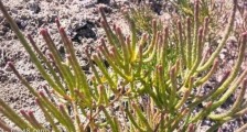 最耐盐碱土的植物 盐角草生长在含盐量达6.5%高浓度潮湿盐沼