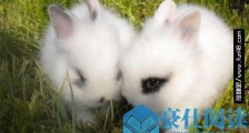世界上最小的宠物兔 荷兰侏儒兔超聪明