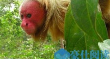 世界上最丑的猴子 秃猴面部赤裸 头顶没有毛发