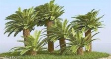 含淀粉最多的树干 一棵西谷椰子树可以刮出200斤干粉