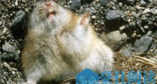 世界上什么动物繁殖最快 北极旅鼠被誉为动物界的生产机