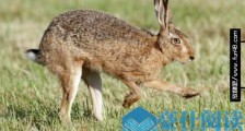 世界上最快的兔子 欧洲野兔达到72公里/小时