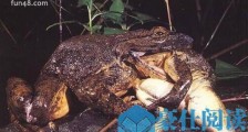 世界上最大的青蛙 非洲巨蛙重达3公斤，体长可达33厘米