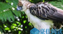 世界上最大的鹰 菲律宾鹰重4公斤 两翅展开长达3米