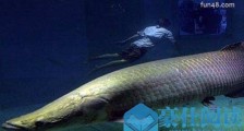 世界上最大的淡水鱼 巨型黄貂鱼重达0.36吨