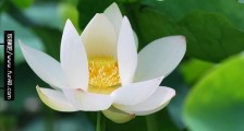 白莲花是什么意思?心机圣母婊白莲花女人性格 如何鉴定白莲花绿茶婊
