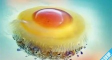 世界上最可爱的水母 蛋黄水母形似一颗水中荷包蛋