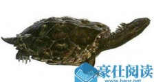 史上最巨大的海龟，古巨龟重达2吨，咬合力超强！
