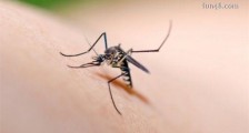 最危险的昆虫 疟蚊传播的疟疾最让人痛恨