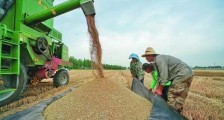 聚焦我国粮食安全与种子问题（下篇） 国粮食安全 系于种质资源