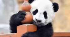 陕西秦岭大熊猫研究中心：大熊猫宝宝健康成长
