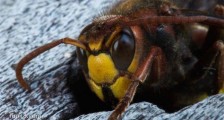 世界上最大的马蜂 日本大黄蜂体长4厘米