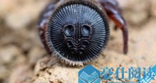中国发现最早的蜘蛛 金钱活门蛛仅6只成活宝