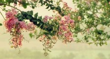 一年四季都盛开的花是什么花 告诉你,四季如春就是它!