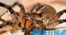 世界上最毒蜘蛛 巴西漫游蜘蛛获吉尼斯纪录认证
