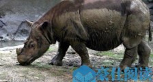 世界上最小的犀牛 苏门犀体重不到白犀一半 仅剩200余头