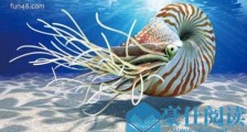 世界上最古老的海螺 鹦鹉螺已在地球上生活了5亿年