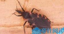 世界上最毒的虫子亲吻虫 专门吸人血 身上携带致命的差戈斯病毒